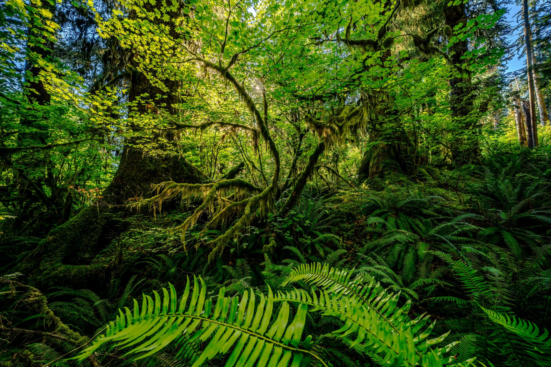 In this lush, old-growth forest, one young tree stands out, backlit by a bright sun in a blue sky. In the Hoh rainforest, scenes like this are everywhere, but this setting makes the viewer feel calm while being in an exciting, unique American Landscape.