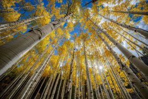 Tall, magnificent Aspen trees bask in the sunshine in this Telluride, Colorado landscape photograph by Clark Schiring. Taken at the peak of autumnal color, with the sun peeking through, this scene depicts the amazing beauty of a Colorado Aspen forest during the fall.