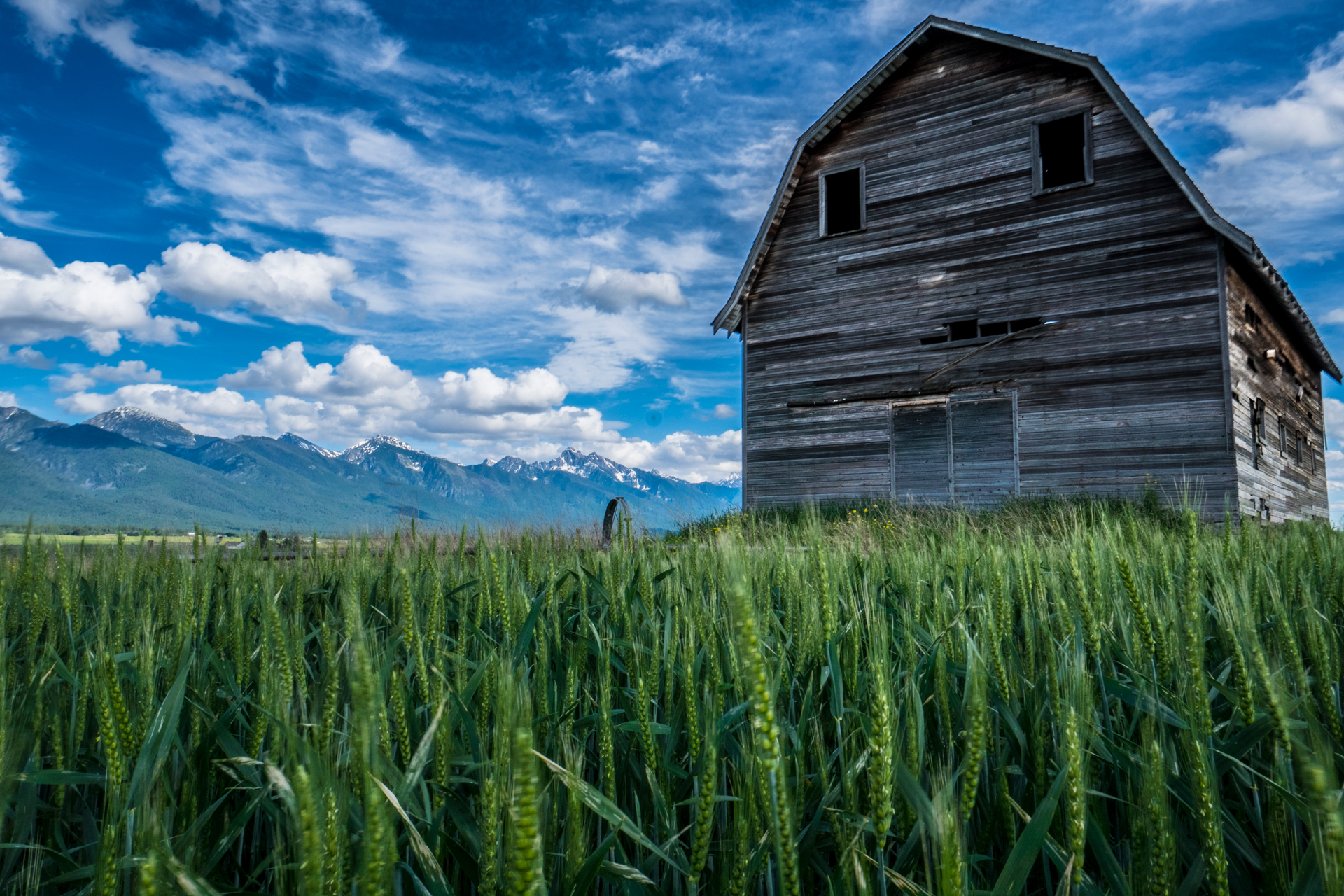 A wide-angle view of a barn with very distinct features that almost look like a human face dominates this scene, taken from ground level and augmenting a field of prairie grass blowing in the breeze. Clark Schiring of Wilderness Exclusives Fine Art Photography caught this Montana Landscape with mountains towering in the background, and a pleasant sky with a few cumulus clouds, seeming to paint the sky like an artist&rsquo;s brush.
