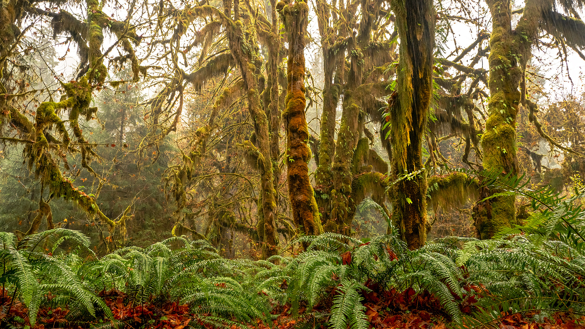 This scene of Maple Trees in Olympic National Park by Fine Art Photographer Clark Schiring is very rainy, and cold. The moss-covered giants are standing over a red and fern-rich foreground. This lush scene is emblematic of Washington&rsquo;s landscape, with beautiful greens and lush growth everywhere.