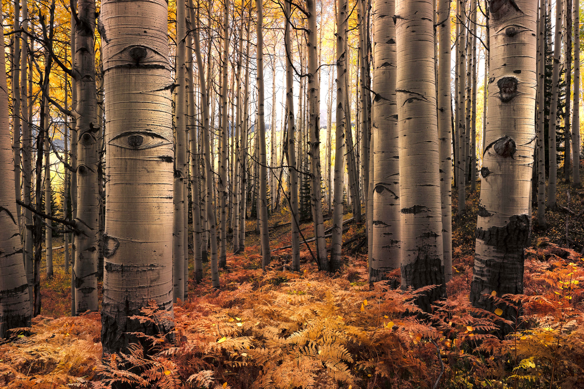 A group of aspen trees with distinct eye-like, and almost face-like features, stand in a grouping, almost beckoning the viewer to come amongst them. Captured near Colorado&rsquo;s Kebler Pass, these warm, inviting aspen trees are aghast with detail, clarity, and colors the draw then viewer into the scene.