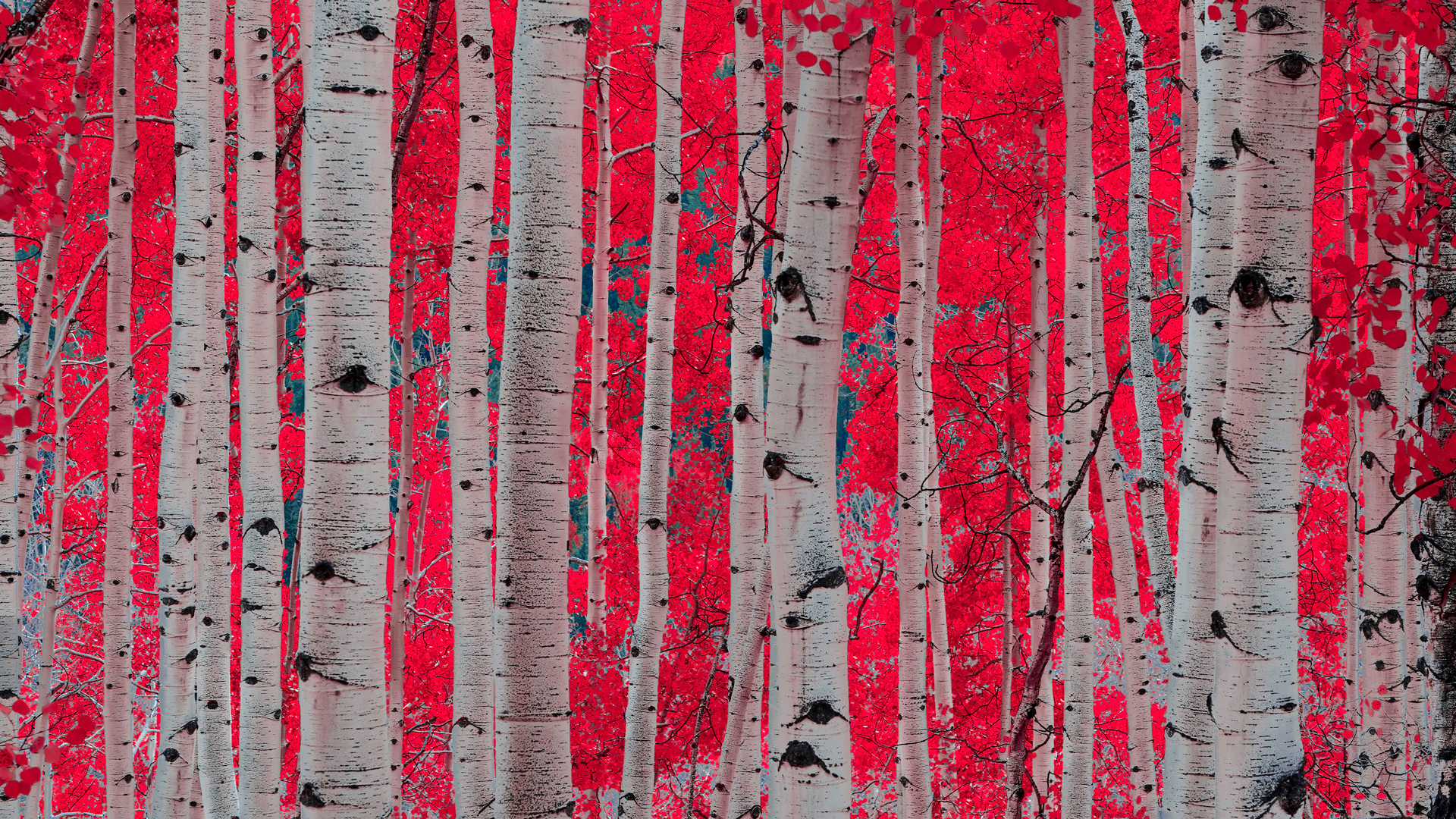 A &ldquo;Black/White/Red edit, this is a highly saturated digital art piece by fine art photographer Clark Schiring. The aspen tree trunks are high contrast black-and-white, put in stark contrast to a striking crimson effect that Clark has applied to the leaves, which are backlit, so they are also glowing.